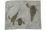 Three Eurypterus (Sea Scorpion) Fossils - New York #236955-1